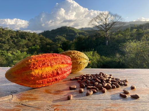 La récolte des fèves de cacao : première étape pour un chocolat bean-to-bar d’exception