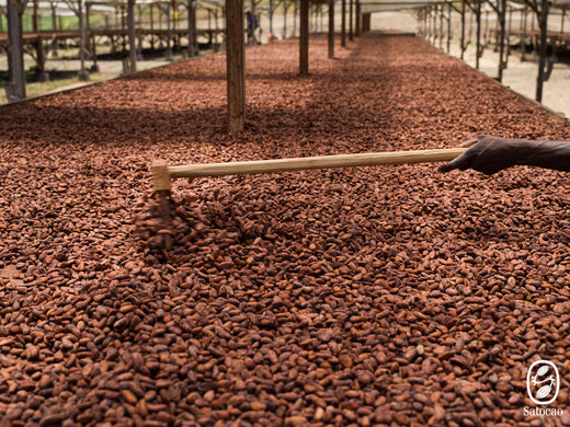 La fermentation des fèves de cacao : un art pour sublimer le chocolat bean-to-bar